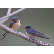 Bird of the week image