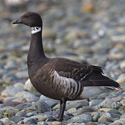 Adult. Note: white necklace.