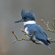 Male Male