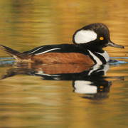 Male Male