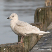 Juvenile. Note: very pale overall with a dove-like head. Juvenile. Note: very pale overall with a dove-like head.