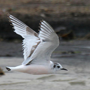 Immature (1st winter) in flight. Note: dark carpal bar on top of wing and dark cap. Immature (1st winter) in flight. Note: dark carpal bar on top of wing and dark cap.