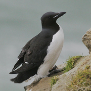 Breeding plumage. Note: short bill with white gape line. Breeding plumage. Note: short bill with white gape line.
