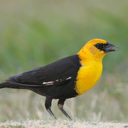 Male Male